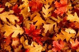 FALL SAVING'S FALL SAVING'S