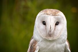 Night Owl Special Night Owl Special