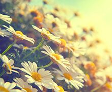 Spring Allergy Service Spring Allergy Service