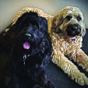 Lilly & Daisy Lilly & Daisy
