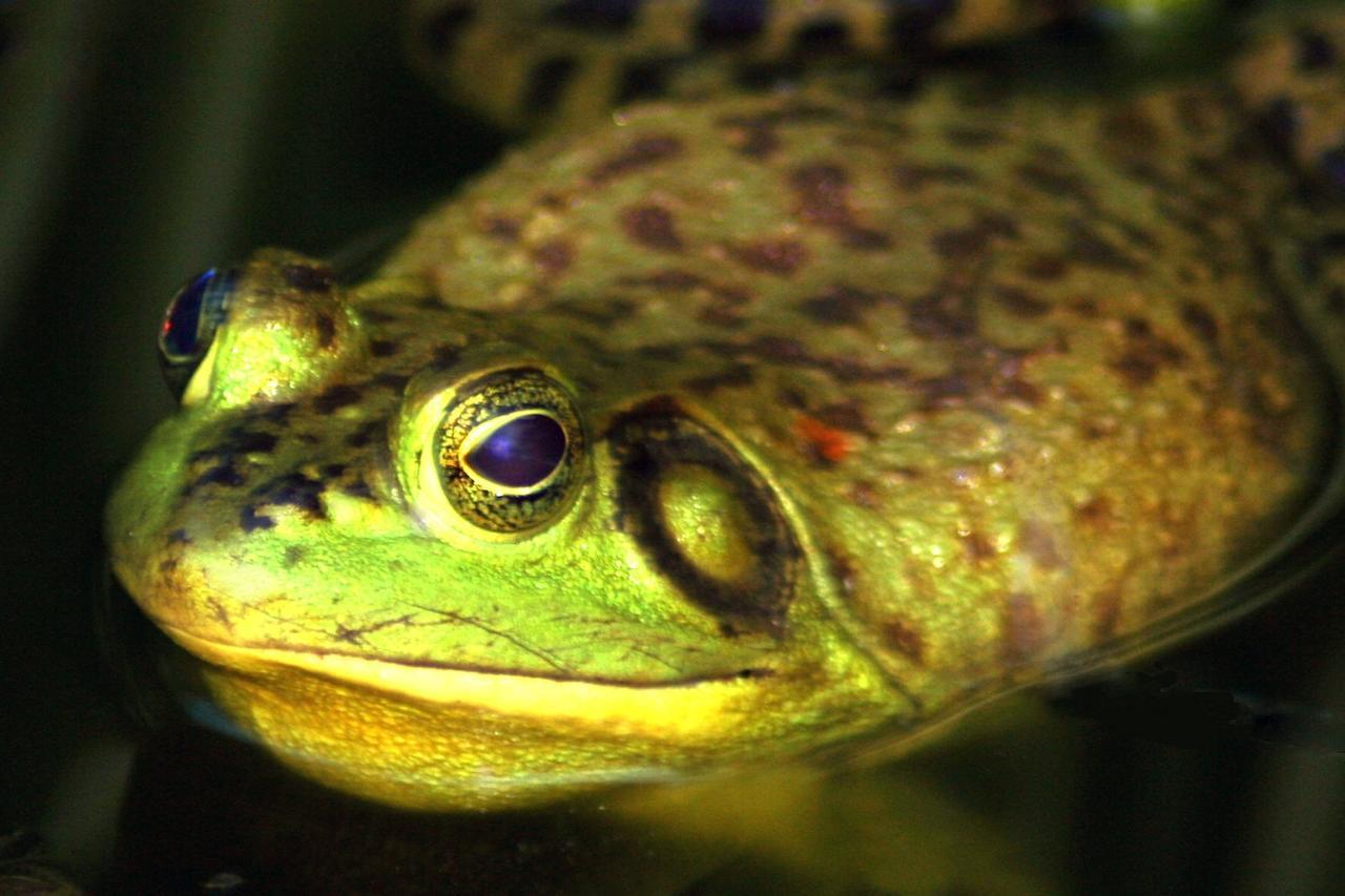 2022 Bentley Bentayga V8 San Clemente CA