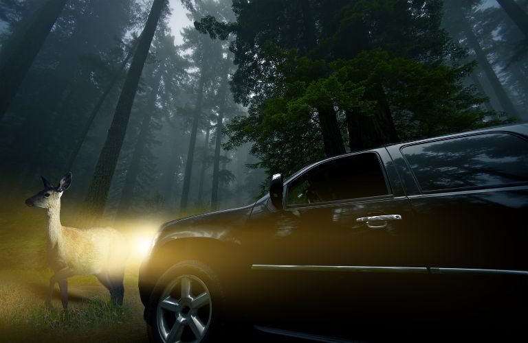 vehicle avoiding wildlife by using fog lights while driving in a forest