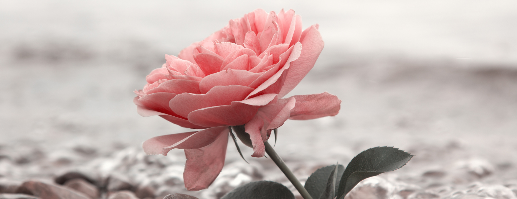 A close up of a flower