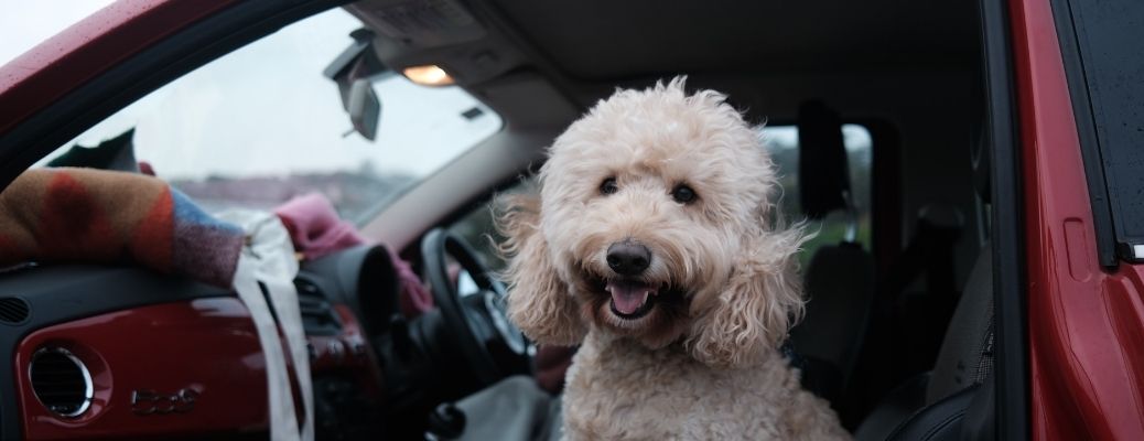 Pet in a Car