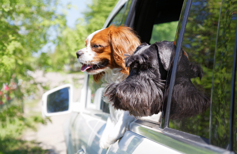 Dogs looking from a vehicle's window 