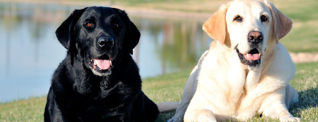a black lab next to a yellow lab in front of a lake