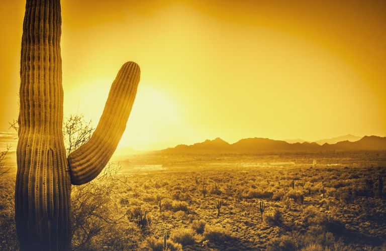 representative image of a cactus