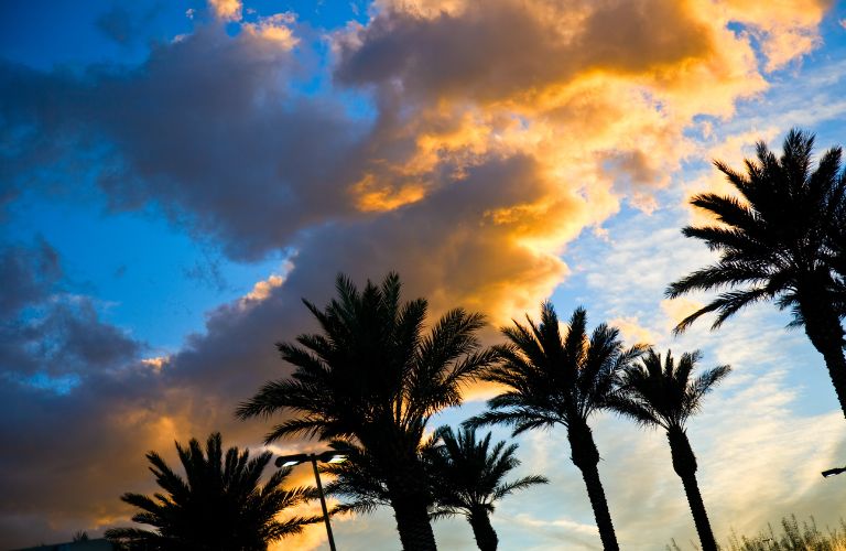 representative image of trees and the open sky