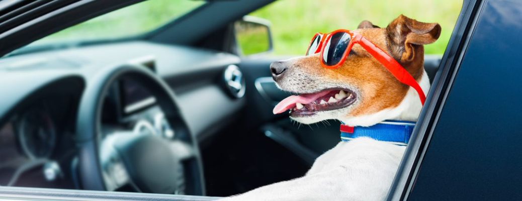dog wearing sunglasses in a car