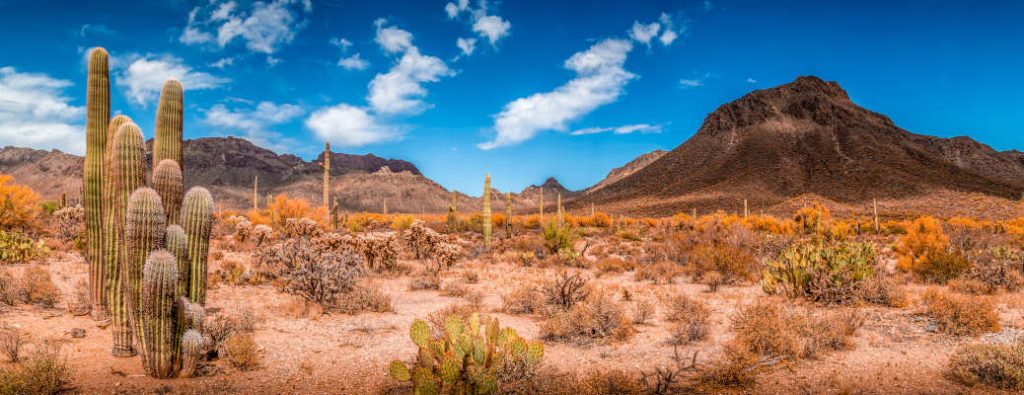The desert landscape near one of the top 5 hikes near Scottsdale, AZ