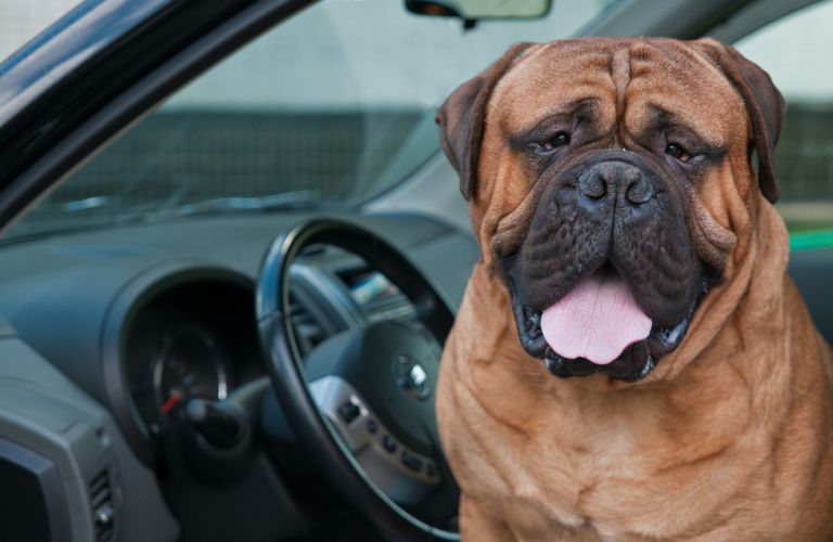 A dog sitting in the front seat of a car