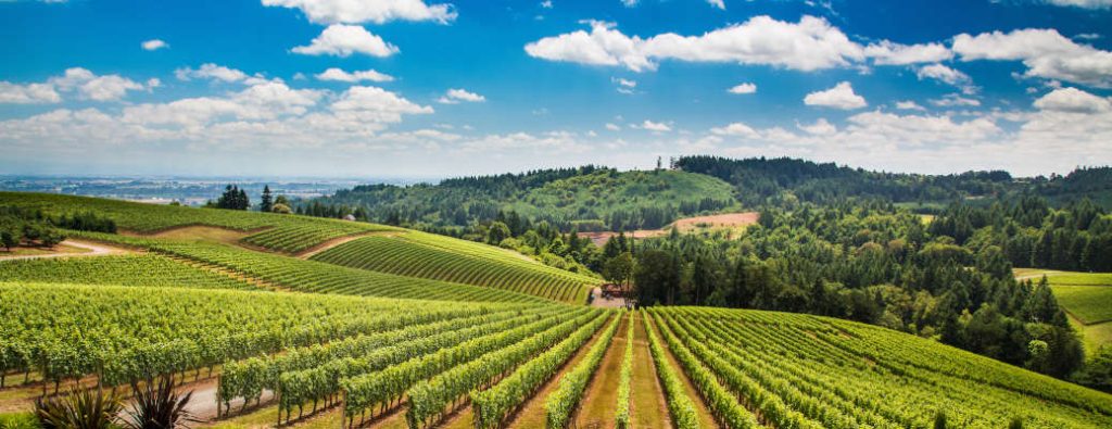 A beautiful winery near Vacaville - the destination of one of many fun drives near Vacaville