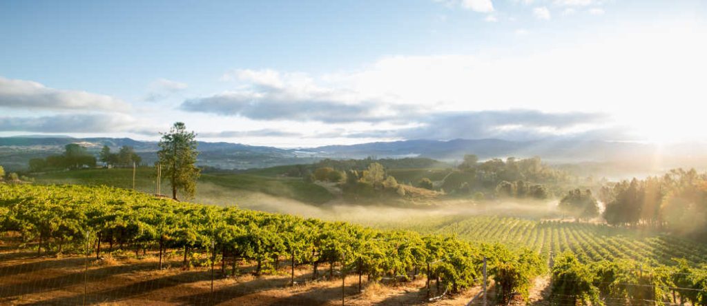 A beautiful shot of a vineyard in California wine country in March 2026
