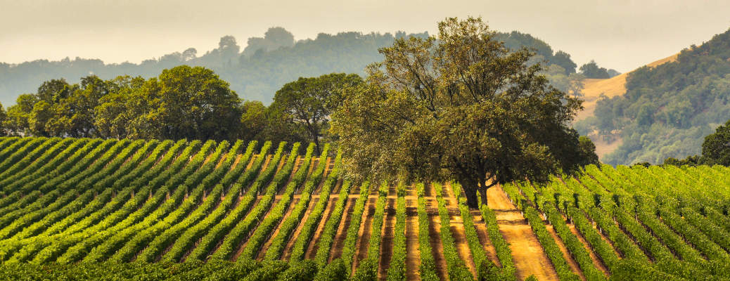 Panorama of a Vineyard with Oak Tree., Sonoma County, California