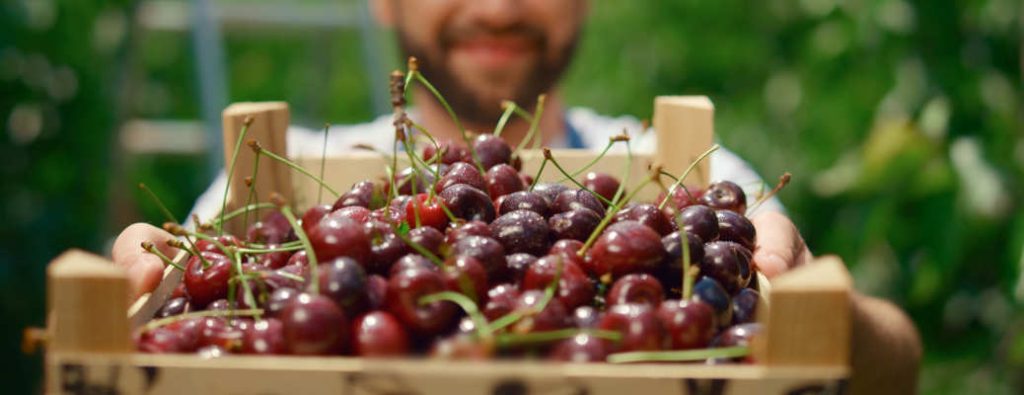 A man with a crate full of cherries from Vacaville cherry season 2026