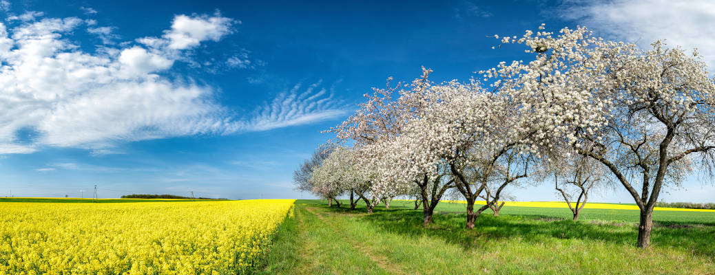 A beautiful cherry orchard near Vacaville, CA