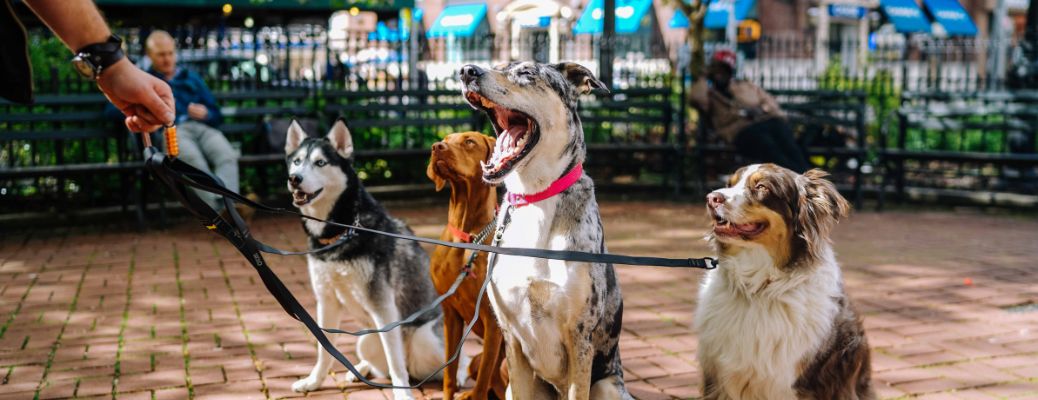 4 dogs being walked in a park