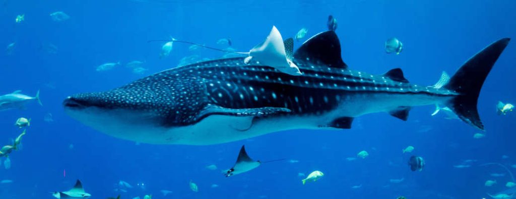 A whale shark at the Georgia Aquarium
