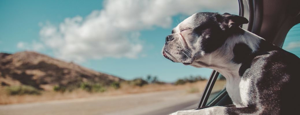 representative image of a dog looking out of a car