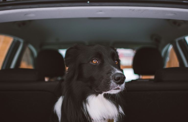 representative image of a dog looking out of a car