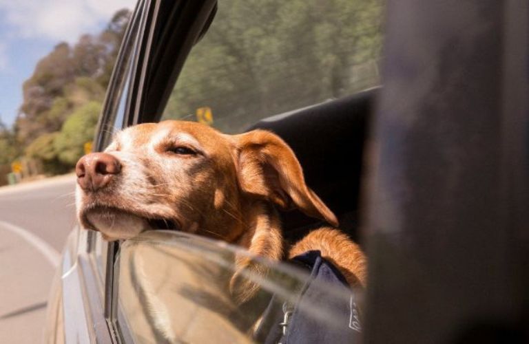 representative image of a dog looking out of a car