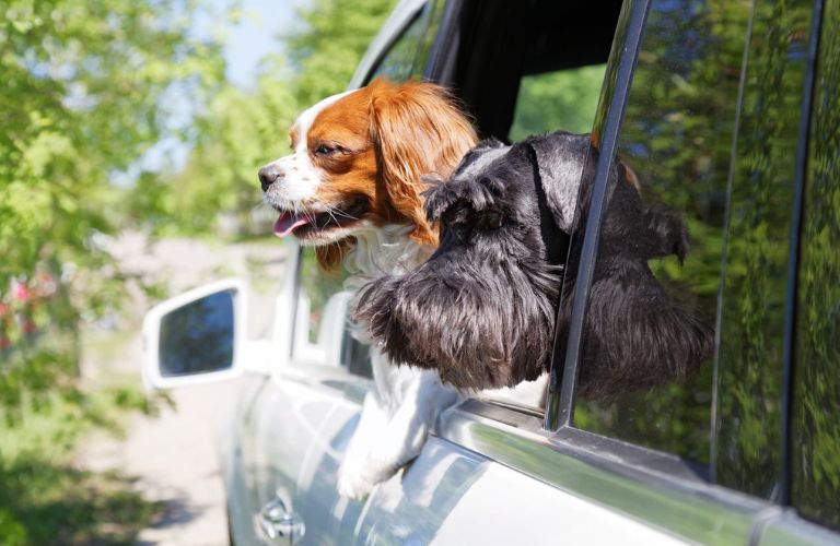 How to Travel in a Car with Your Pet Carvilles Auto Mart