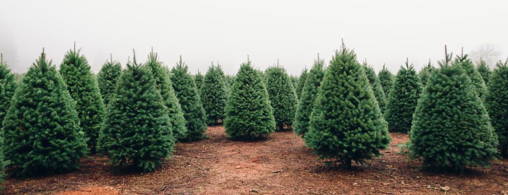 Tree farm