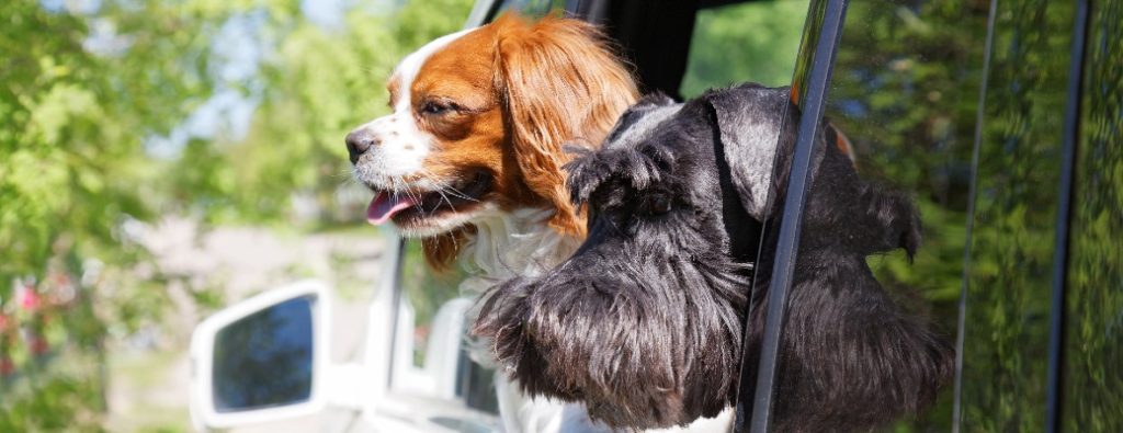 two dogs riding in the window of a car
