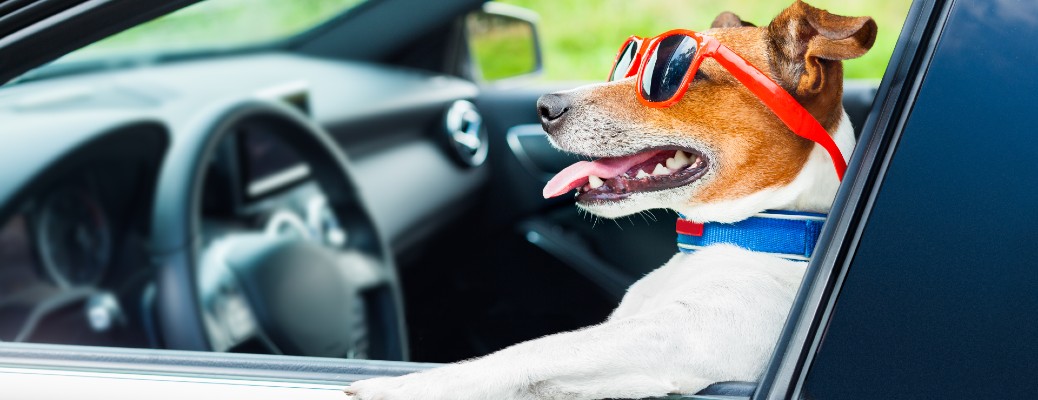 a dog wearing sunglasses driving a car