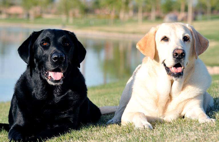 Two dogs sitting next to each other