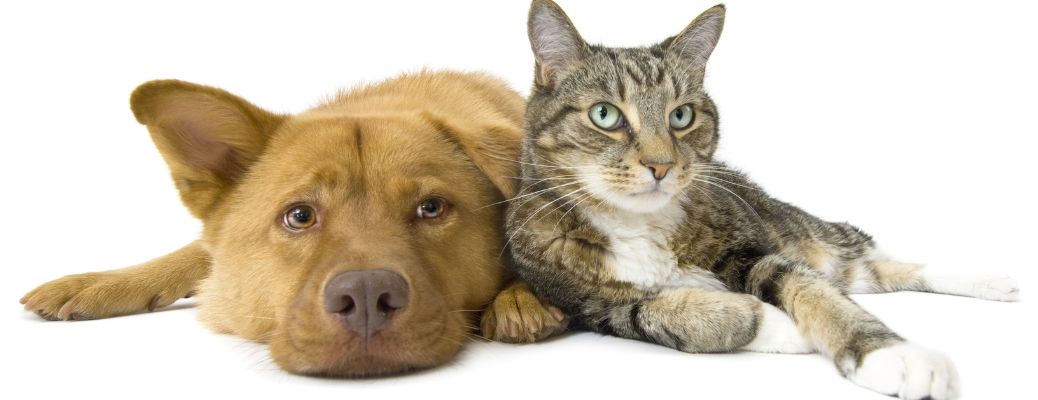 Dog and cat