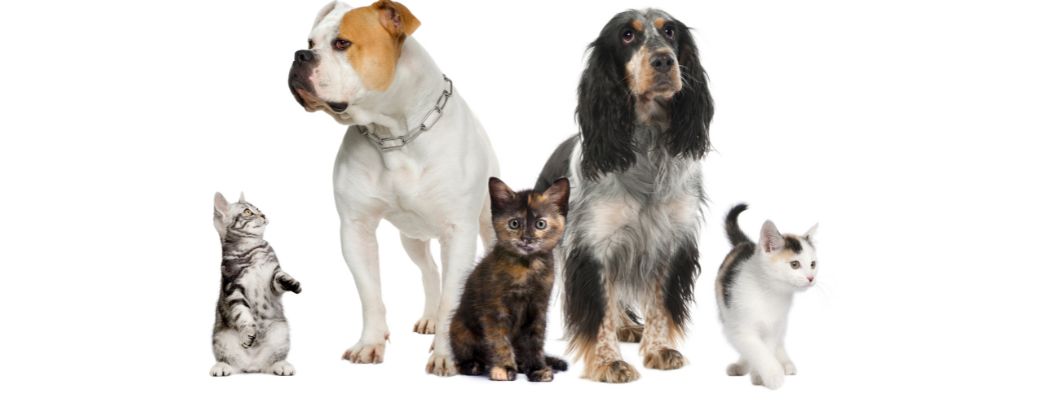 dogs and cats on a white background