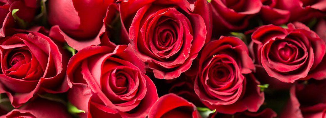 A close-up image of many red rose blossoms clustered together.