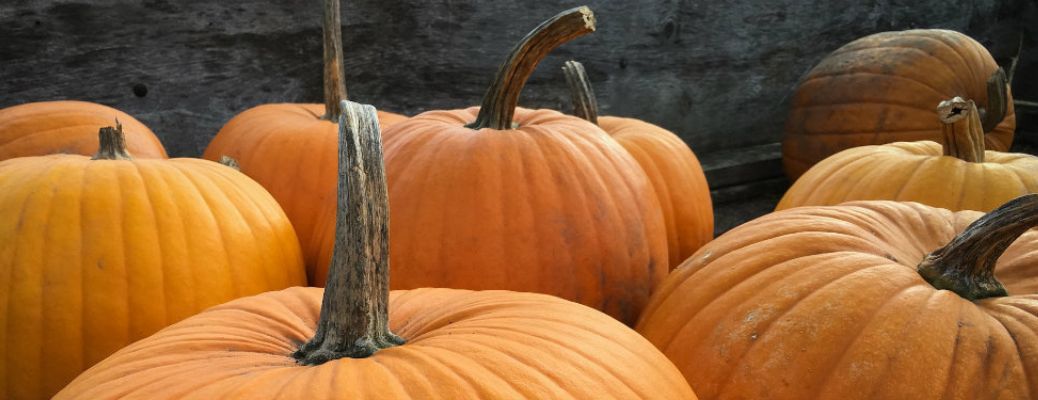 pumpkins close up image