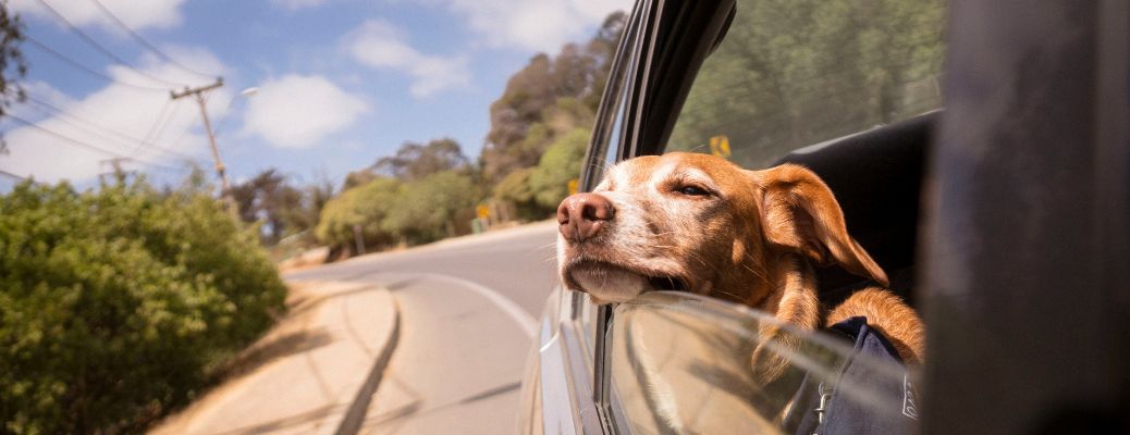 dog in car