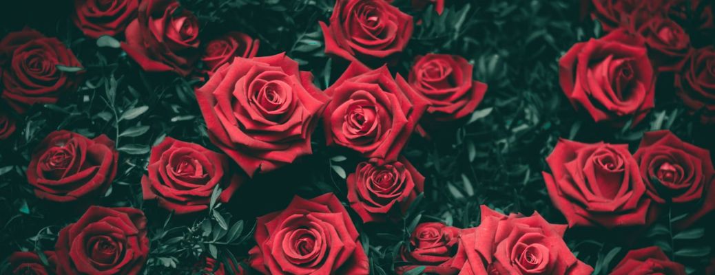 roses for valentine's day
