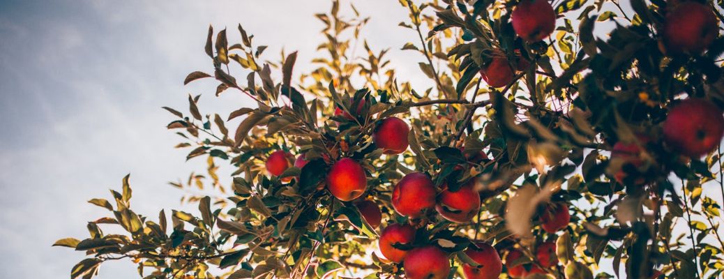 Apple Orchard