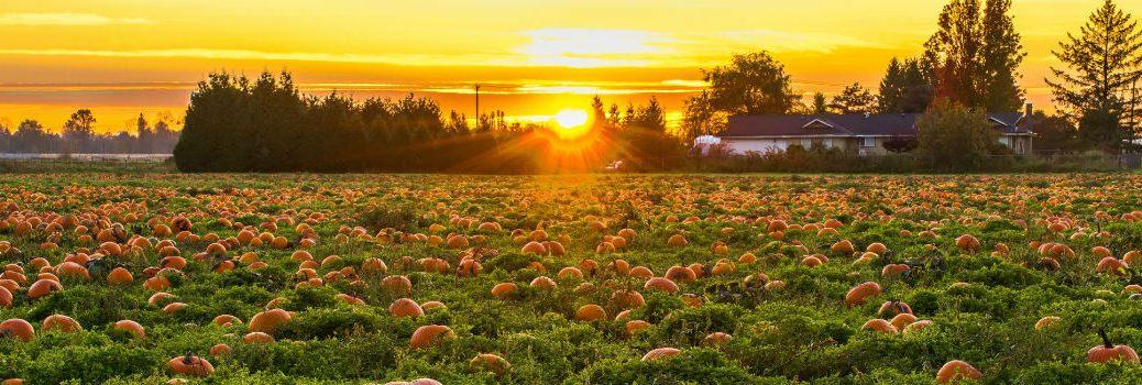 open pumpkin patch at sunrise