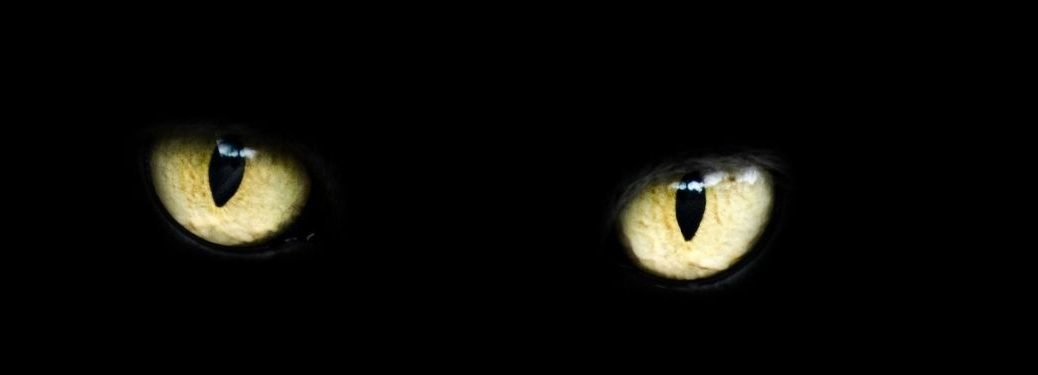 Cat eyes loom in darkness