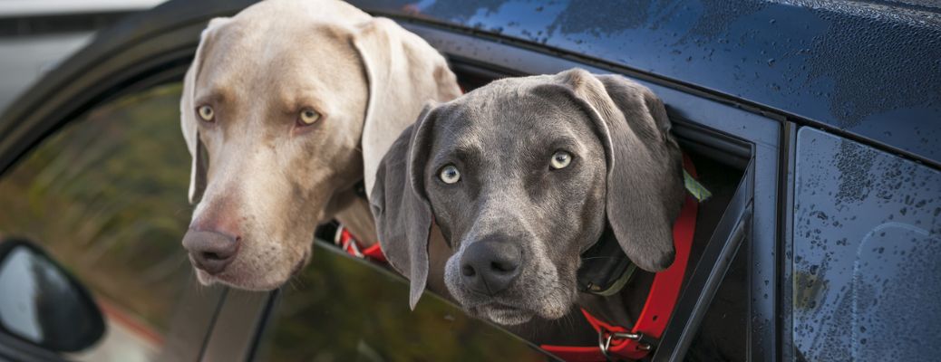 two dogs in a car