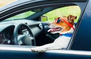 a dog wearing shades looking out a car window