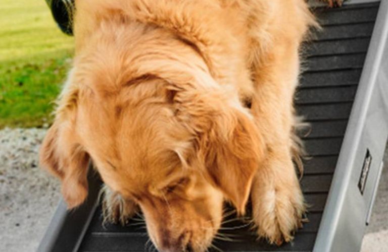 a dog using the accessory of a Lamborghini Urus