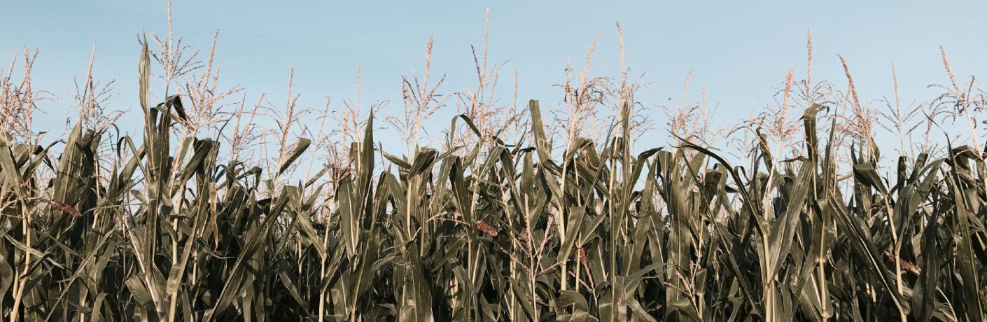 A field of corn plants against a blue sky.