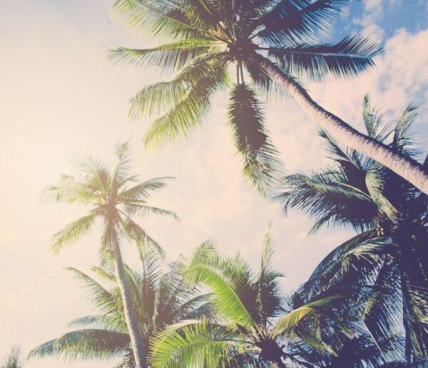 Toyota Dealership Orangeburg SC Used Cars Davis Toyota Of Orangeburg