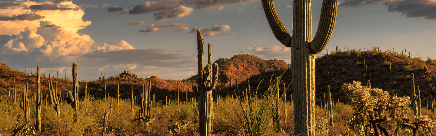 Kia dealership in Tucson, AZ