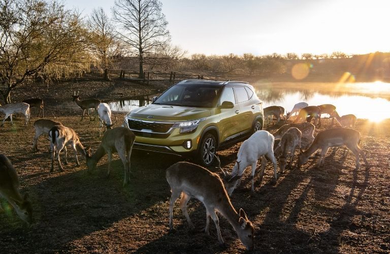 2021 Kia Seltos with deer