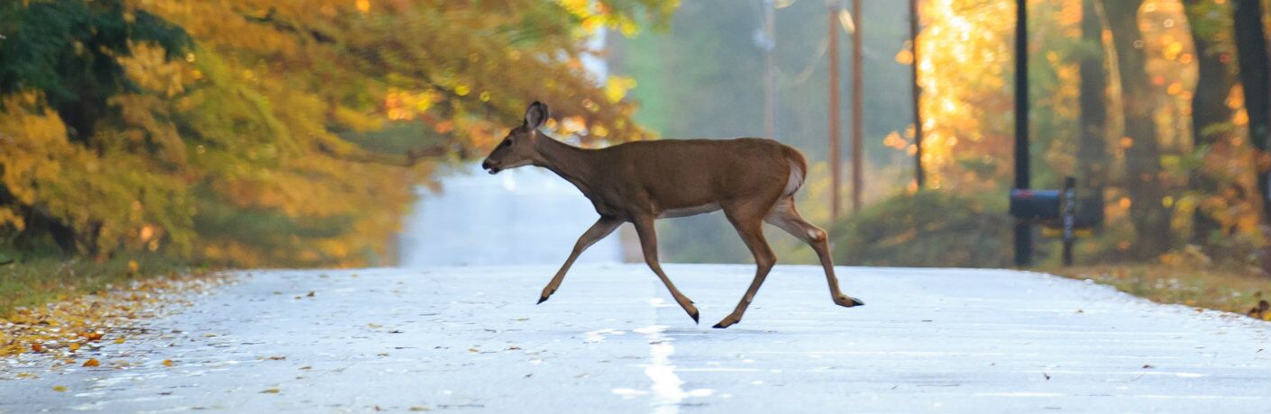 Deer crossing a road