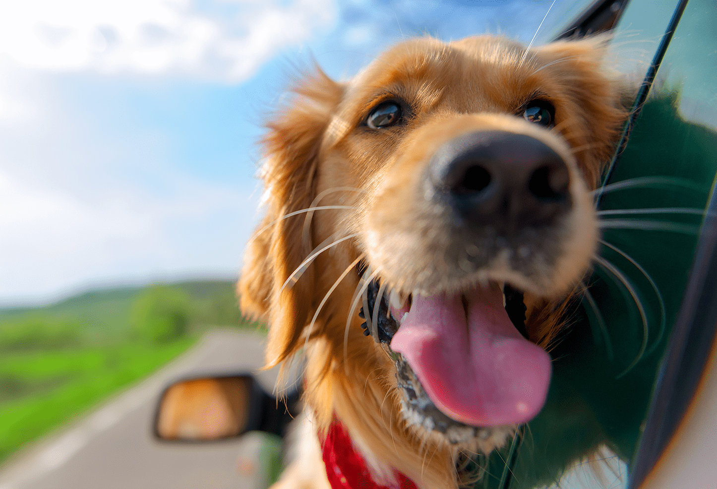 Pet Accessories Day