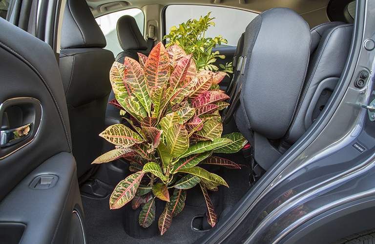 plant being stored in the rear seat of the 2018 Honda HR-V