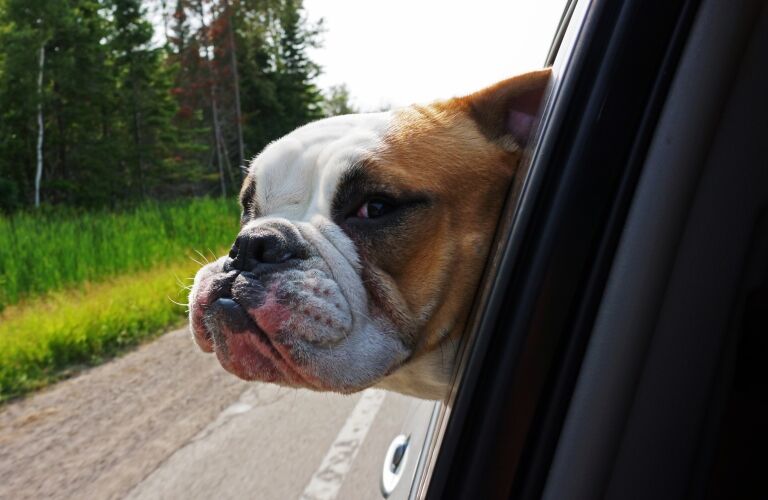 dog hanging its head out the window of a car